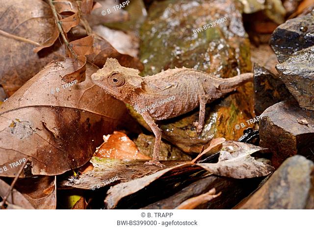 Plated leaf chameleon (Brookesia stumpfii), on fallen leaves on the ground, Madagascar, Nosy Be, Lokobe Reserva