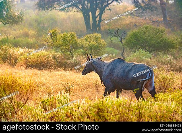 Nilgai or blue bull is the largest Asian antelope and is endemic to the Indian subcontinent. The sole member of the genus Boselaphus