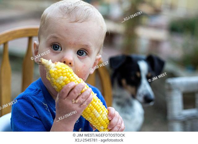 Wheat Ridge, Colorado - Little boy , 15 months old, learns to eat corn on the cob
