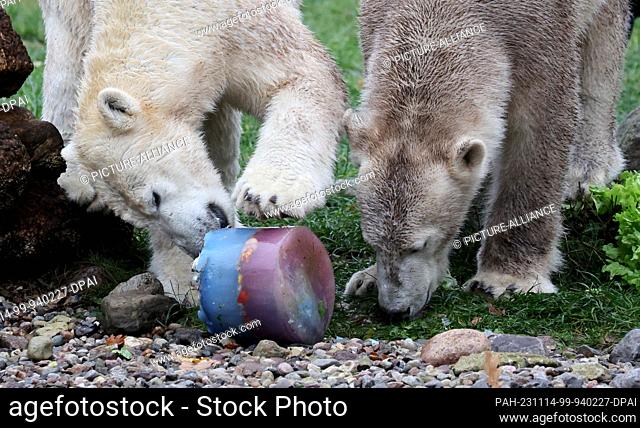 14 November 2023, Mecklenburg-Western Pomerania, Rostock: The polar bear twins Kaja (l-r) and Skadi receive ice cream cakes with fish