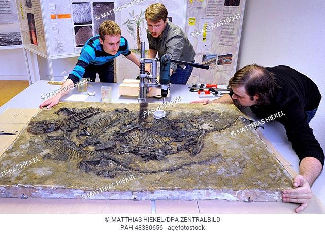 Paleontologists Frederik Spindler (C), Christen Shelton (R) and Nico Schendel (L) take a bone sample from the world's only fossil of a Pantelosaurus