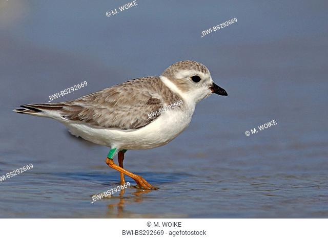 piping plover (Charadrius melodus), in wadden sea, USA, Florida