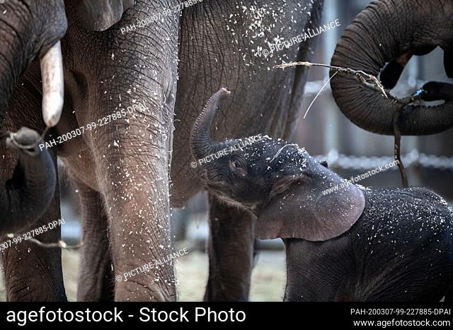 07 March 2020, North Rhine-Westphalia, Wuppertal: Elephant boy ""Tsavo"" is in the enclosure at the zoo. A baby elephant was born at the Wuppertal Zoo on Friday