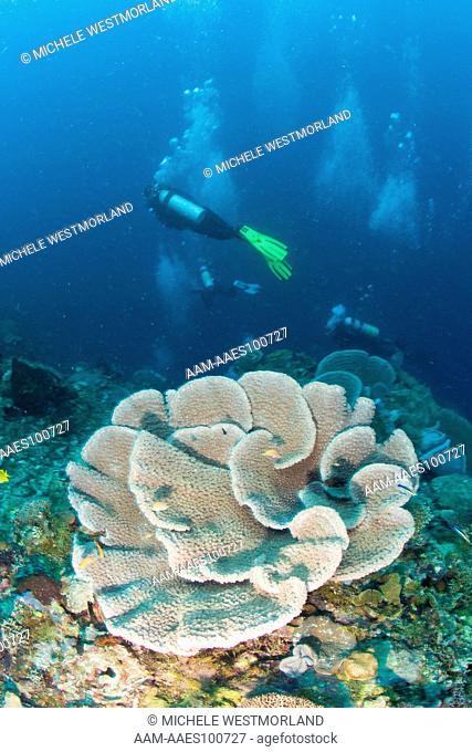 NR Scuba Divers on healthy Reef with large Coral System, Milne Bay Area near Normanby Island, Papua New Guinea