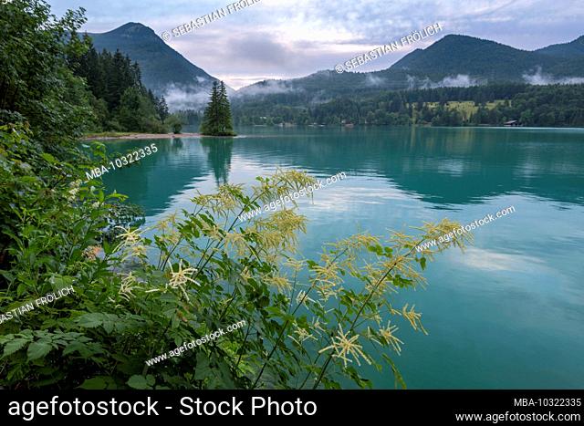 Flowers on the banks of the Walchensee in a rainy mood and light fog