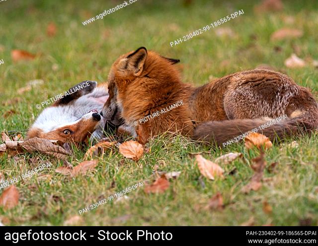 01 March 2023, Berlin: 01.03.2023, Berlin. A male fox (Vulpes vulpes) and a female (l) exchange delicacies on a meadow in the Botanical Garden