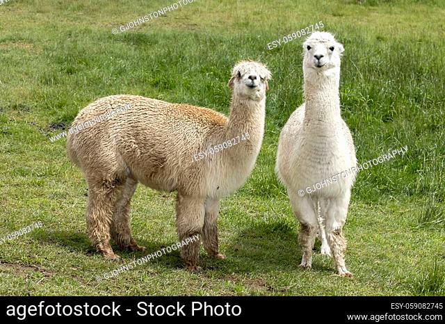 A couple of alpacas standing in a grassy pasture near Coeur d'Alene, Idaho