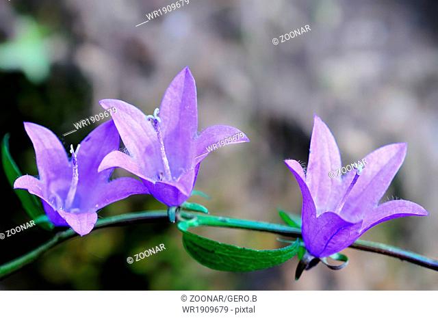 three open flowers bluebells