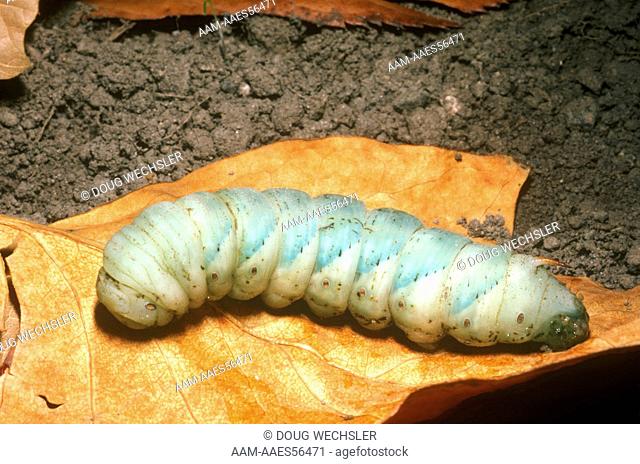 Tobacco Hormworm (Manduca sexta) Caterpillar Metamorphose/US