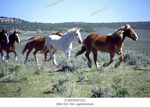 Horses Drive Sombrero Ranch Boulder Colorado, USA