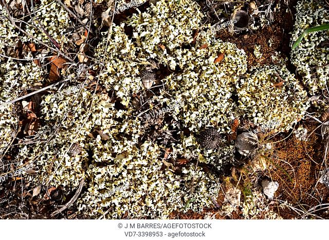 Cladonia foliacea is a squamulose lichen that grows on soil. This photo was taken in Ametlla de Mar, Tarragona province, Catalonia, Spain
