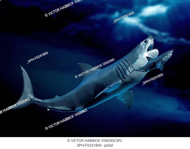 Megalodon and shark, illustration