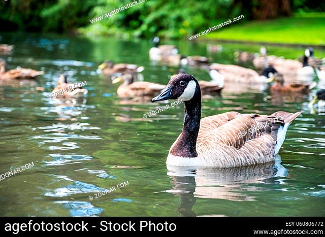 A canada goose swimming in a lake with other geese and ducks in the background