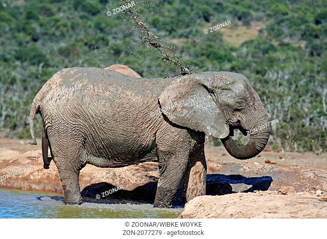 Badender Elefant, Südafrika, bathing elephant, Loxodonta africana, Mammalia, wildlife