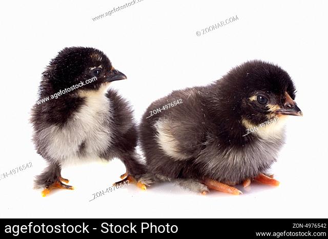 two Marans chicks in front of a white background