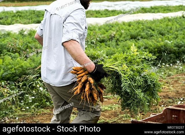 Farmer standing in a field, holding freshly picked carrots