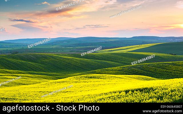 Czech Republic. Moravia. Sunset sky above the rolling canola fields