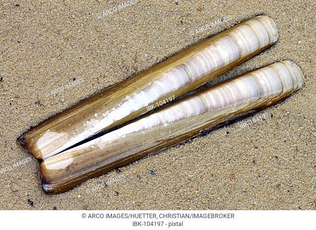 Common Razor Clam shells, Texel, Netherlands (Ensis directus)