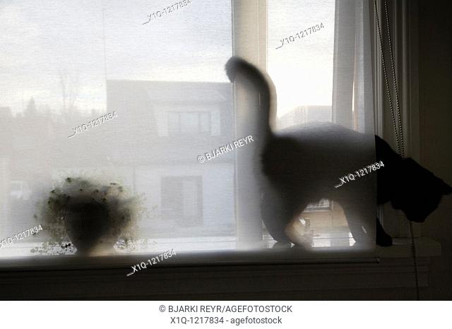 Cat on a window sill