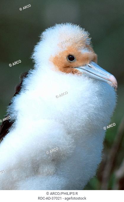 Great Frigatebird, chick, Galapagos Islands, Ecuador, Fregata minor