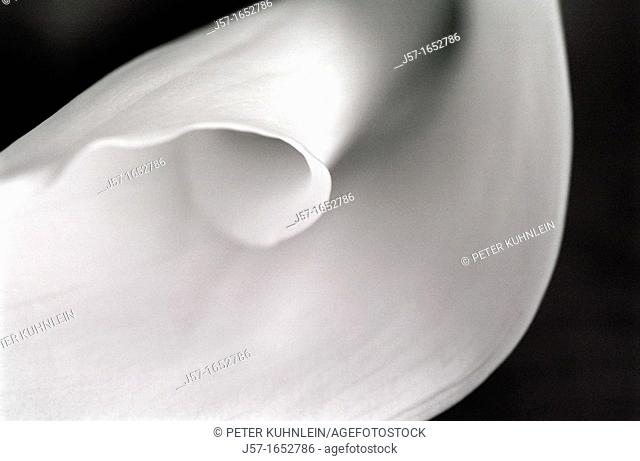 Detail and abstract expressions of a white calla lilly (Zantedeschia aethiopica)