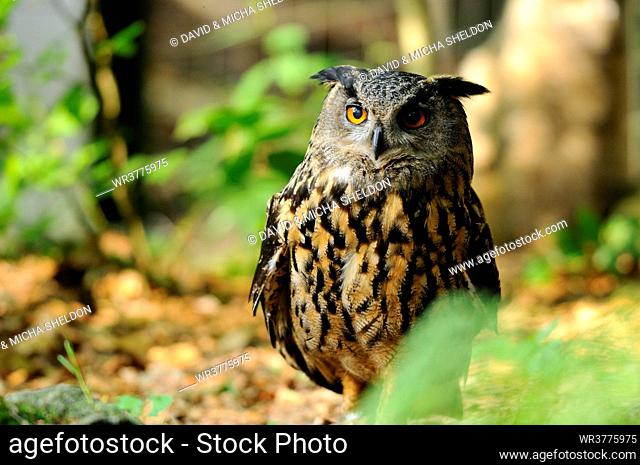 Eurasian Eagle-Owl (Bubo bubo) in the NP Bavarian Forest, Germany