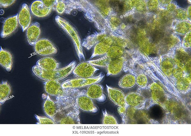 Euglena sp and Phacus sp Seaweed Algae Flagellate protozoan Euglenophyta Sarcomastigophora Optic micrsocopy