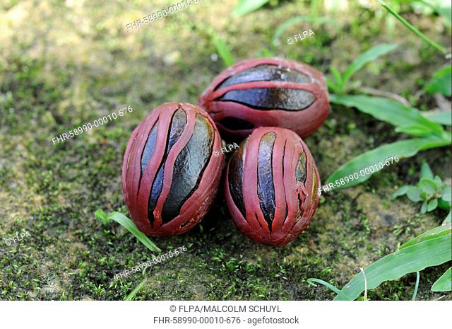 Nutmeg Myristica fragrans seeds with Mace outer aril attached, Trinidad, Trinidad and Tobago