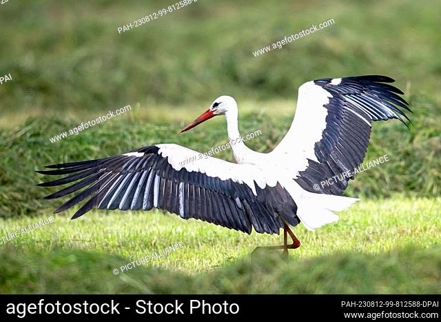 10 August 2023, Lower Saxony, Loxstedt: A white stork lands in a meadow. According to experts, the stork population is unusually high this year