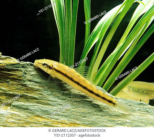 Siamese or Chinese Algae Eater, gyrinocheilus aymonieri