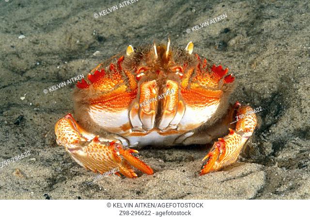Spanner crab (Ranina ranina). Commercial species. Indo-Pacific, Africa to Hawaii