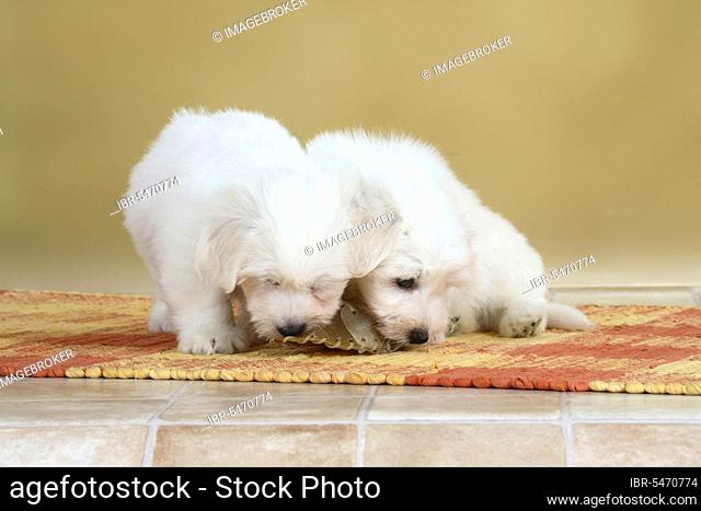 Coton de Tulear, puppies, 8 weeks, with chewing toy, chewing shoe