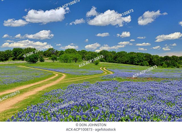 Flowering bluebonnets and park road, Turkey Bend LCRA, Marble Falls, Texas, USA