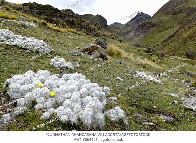 Andean plant (Austrocylindropuntia floccosa) a large population of these plants found in their natural environment in the heights of Huancavelica