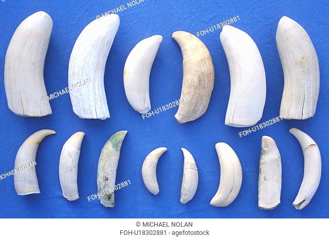 Sperm Whale Physeter macrocephalus Assorted teeth from lower jaws of beached Sperm Whales in the mid-riff region of the Gulf of California Sea of Cortez, Mexico