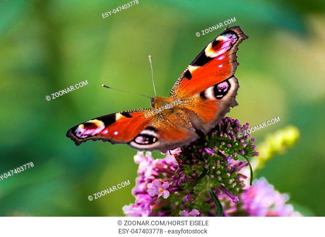 Eye, Buddleja davidii, Nymphalidae. brown, wings, wildlife, arthropods, Inachis io, insects, nature, brown, butterfly, Black Forest, Summer, Summer Lilac