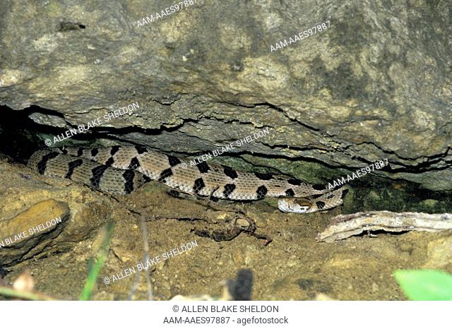 Timber Rattlesnake (Crotalus horridus) Juvenile under Bluff Ledge, wild, La Crosse Co., Wisconsin