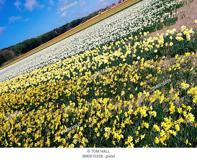 Dutch tulip fields II