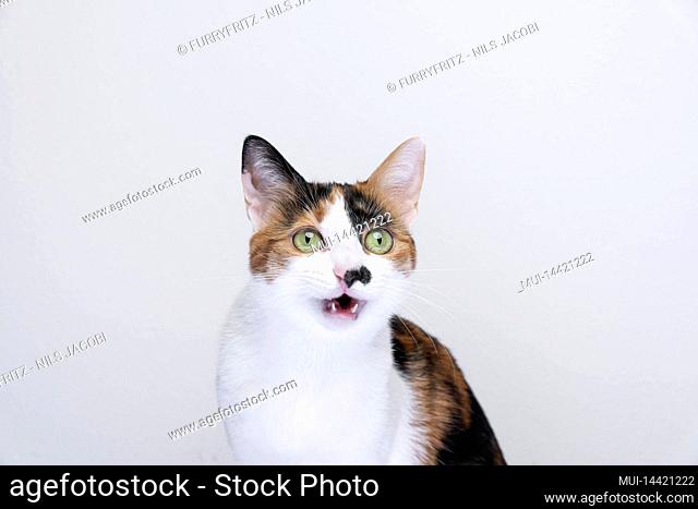 cute cat looking surprised with mouth open on white background