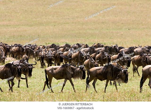 migration of the Blue Wildebeests, Connochaetes taurinus albojubatus, Masai Mara NATIONAL RESERVE, KENYA, Africa - MASAI MARA NATIONAL RESERVE, KENYA