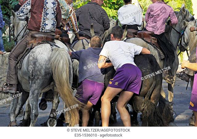 Young men chase after bulls in a somewhat traditional festival near Pezenas, France