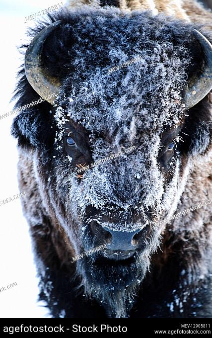 American Bison close up in snow - Close up of snow covered face of American Bison in winter - Yellowstone National Park