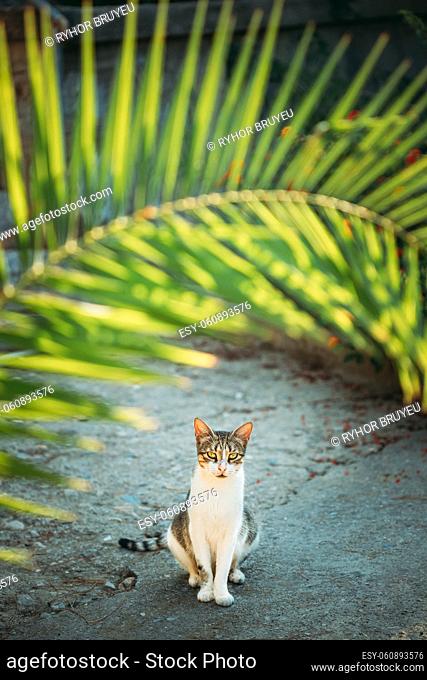 Funny Young Cat Sitting Under Palm Branches In Summer Garden. Funny Young Cat Sitting Under Palm Branches In Summer Garden
