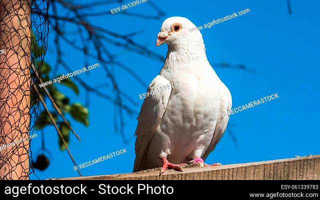 White dove against the background of the blue sky, waiting