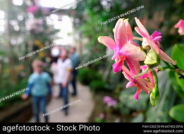 18 February 2023, Saxony, Leipzig: Orchids bloom in the Botanical Garden of the University of Leipzig. An orchid show will be held there from Feb