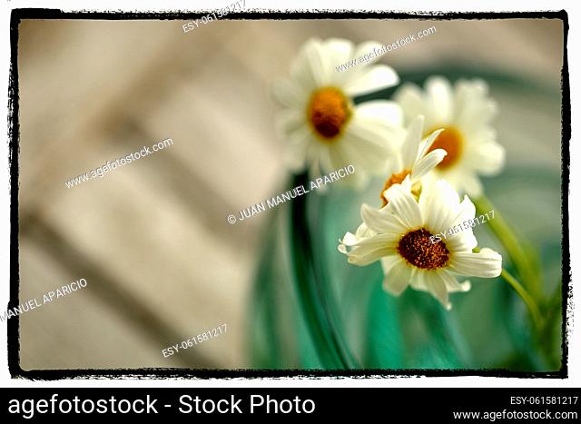 White daisies in a pot