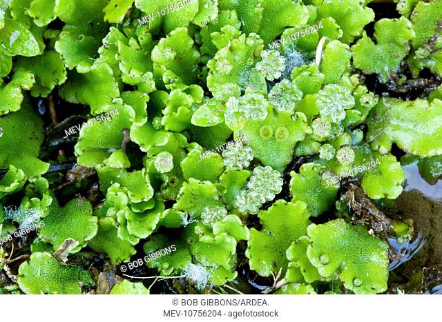 A liverwort - in damp shady place (Marchantia polymorpha)