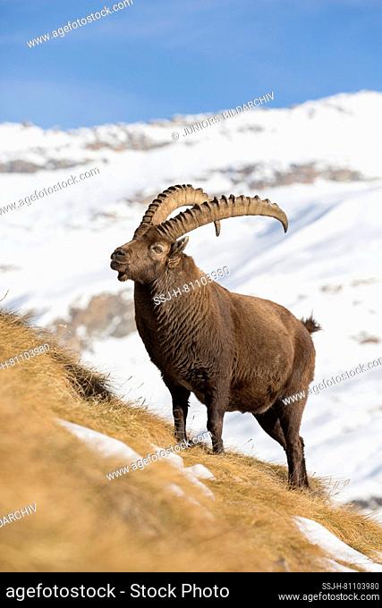 Alpine Ibex (Capra ibex). Male standing in snow. Gran Paradiso, Italy