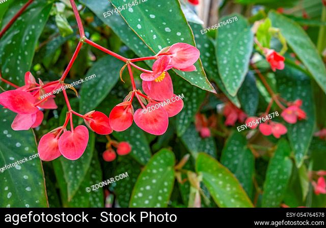 red flowers closeup in green vegetation