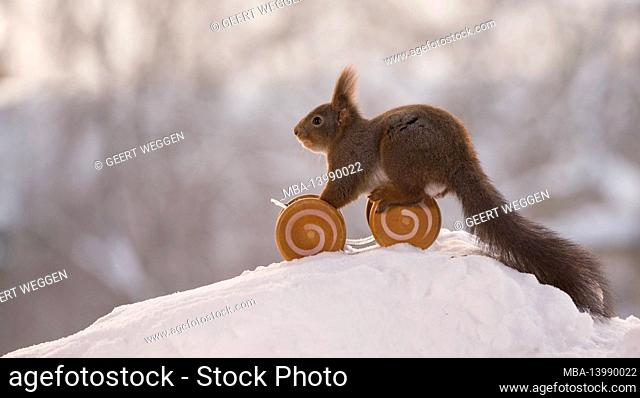 red squirrel with a vehicle with wheels
